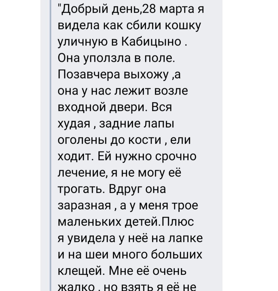 Сбитая кошка три дня смотрела в окно с надеждой на помощь, но хозяйка дома  отказывалась везти ее в клинику. | Приют Лохматый друг | Дзен