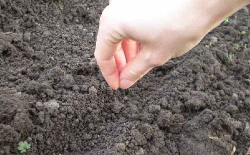 Фото взято из Яндекс картинки