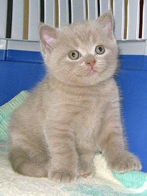 Вот такой мы увидели Саманту в объявлении.