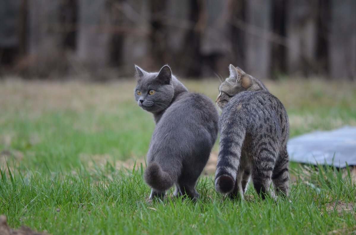 Сестра и брат. Фото автора