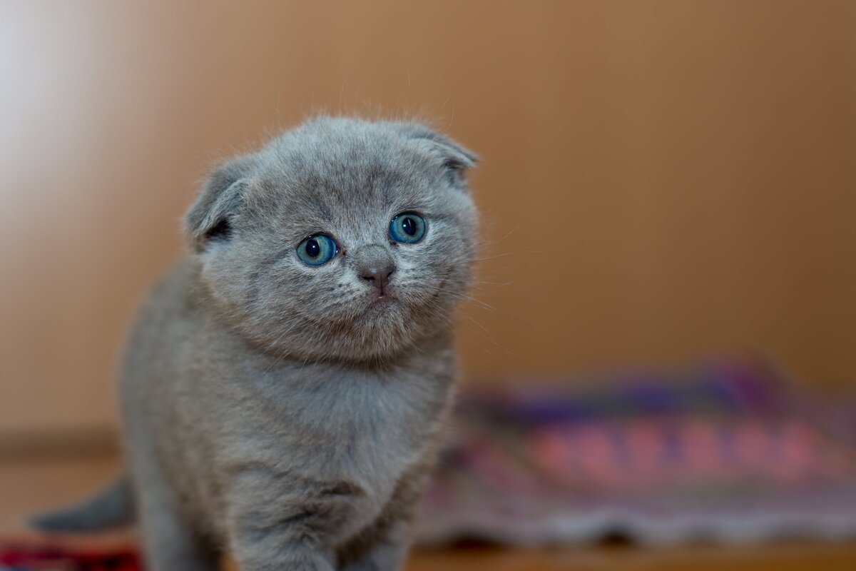 https://www.pexels.com/photo/grey-fur-kitten-127028/