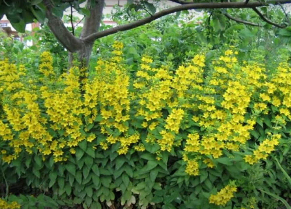 Вербейник луговой. Вербейник желтый многолетник. Вербейник дубравный. Вербейник цветок многолетник. Вербейник монетчатый.