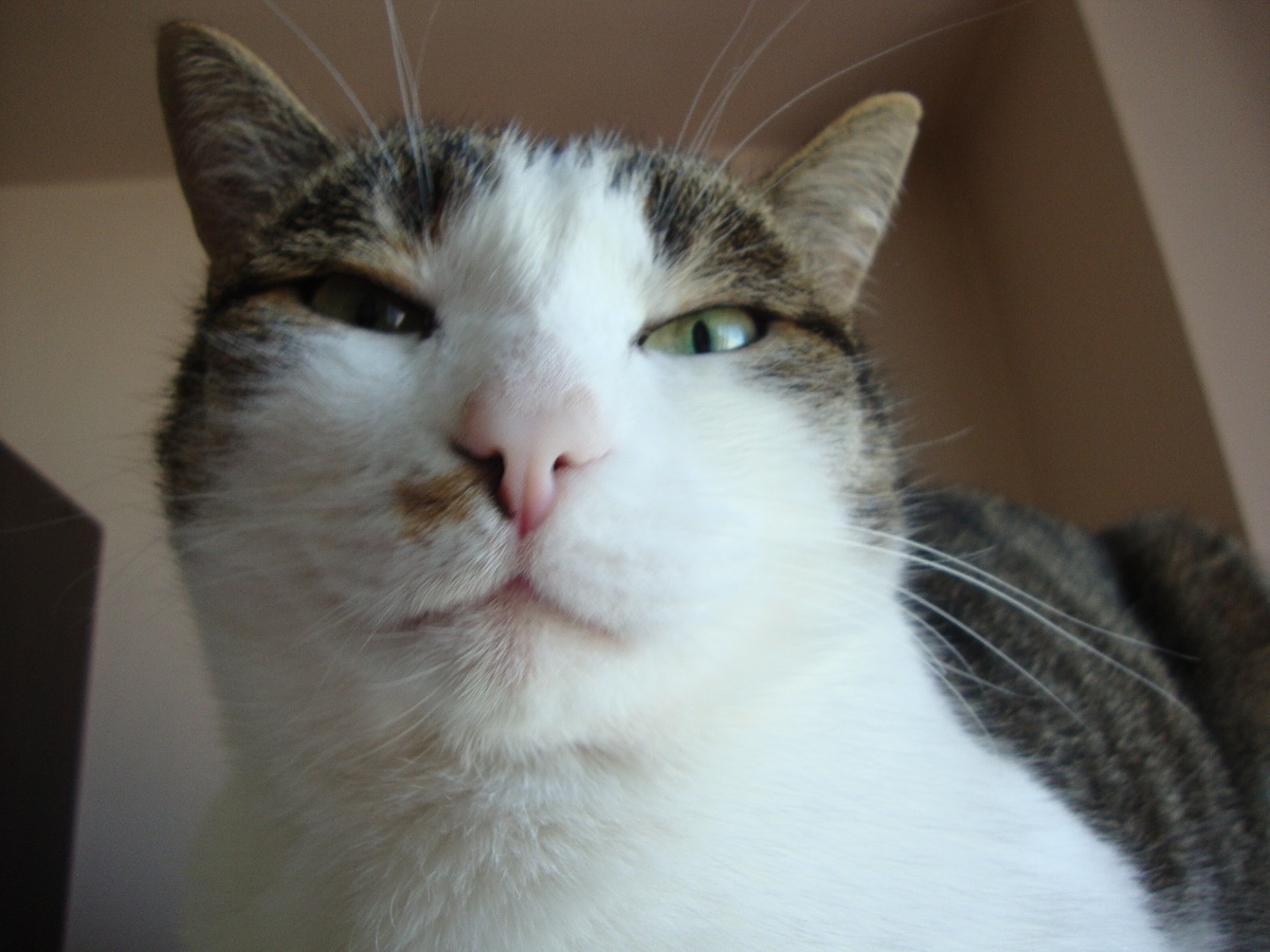 Василий, познавший Дзен. 