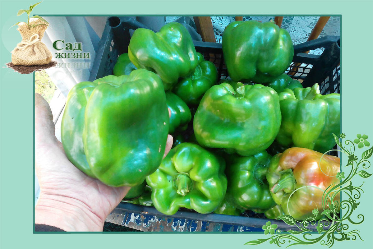 Перец из парника