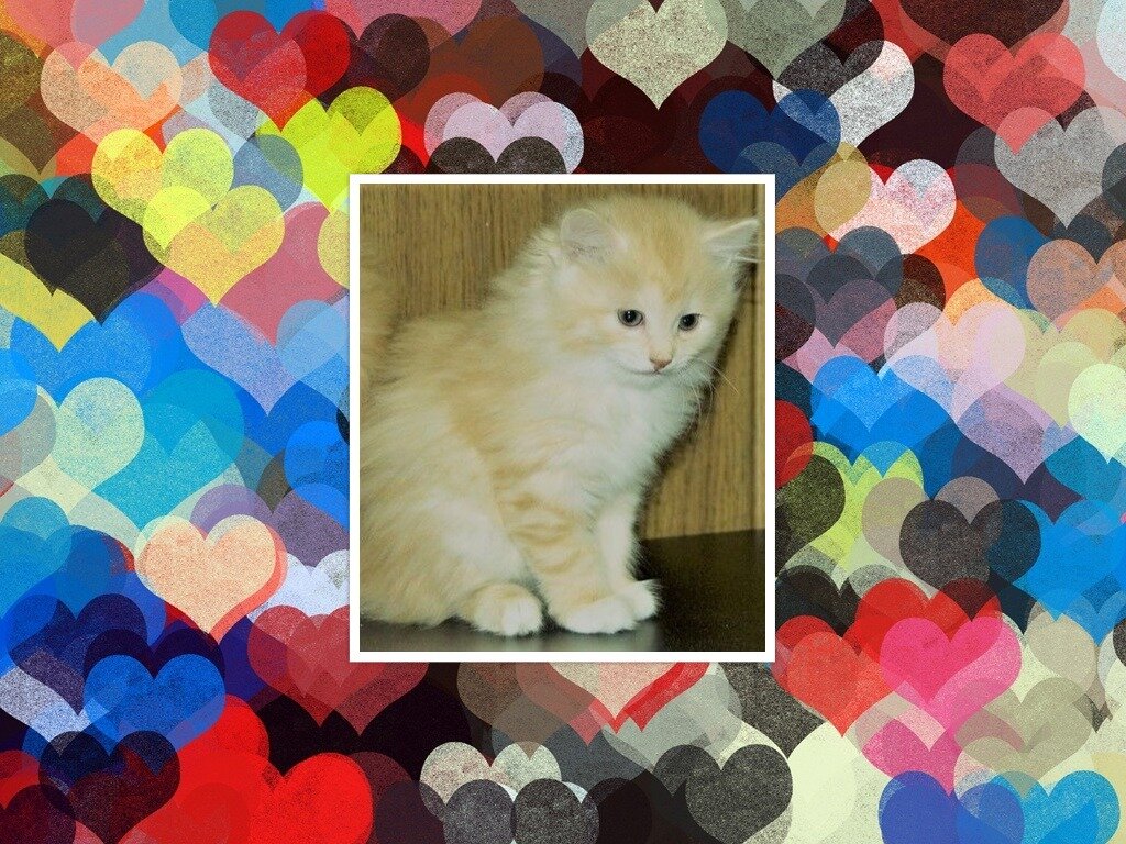 Котенок  Фото из открытых источников, коллаж мой