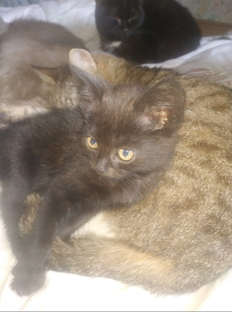 Котенок  с больной задней лапкой