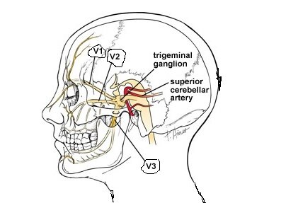 Анатомия тройничного нерва