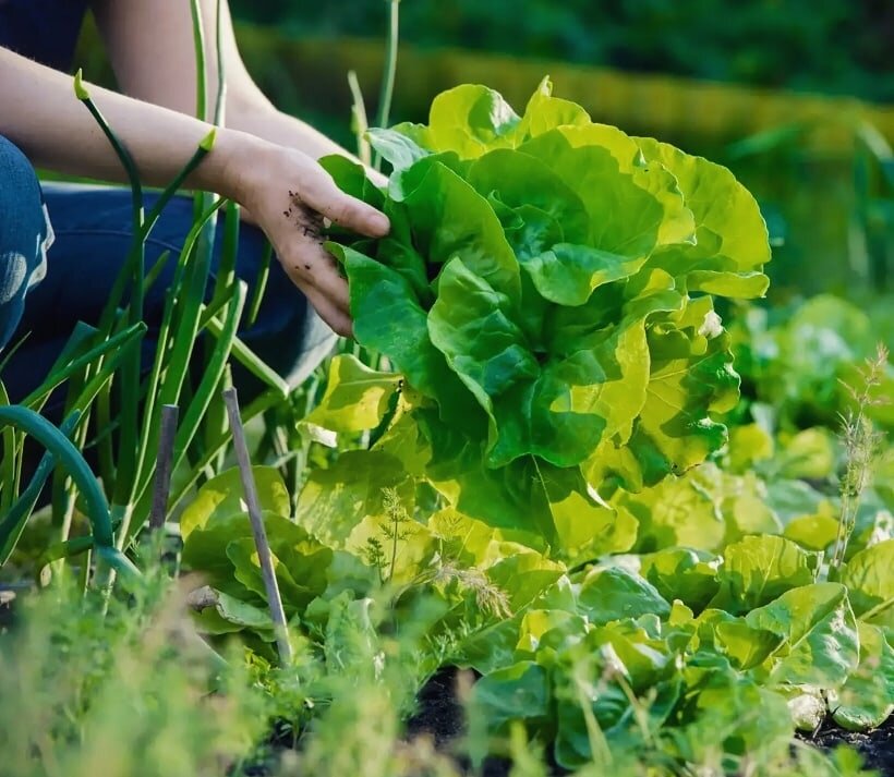 Естественное восстановление почв должно стать приоритетным направлением в сельском хозяйстве