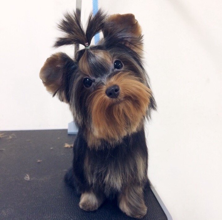 Йоркширский терьер