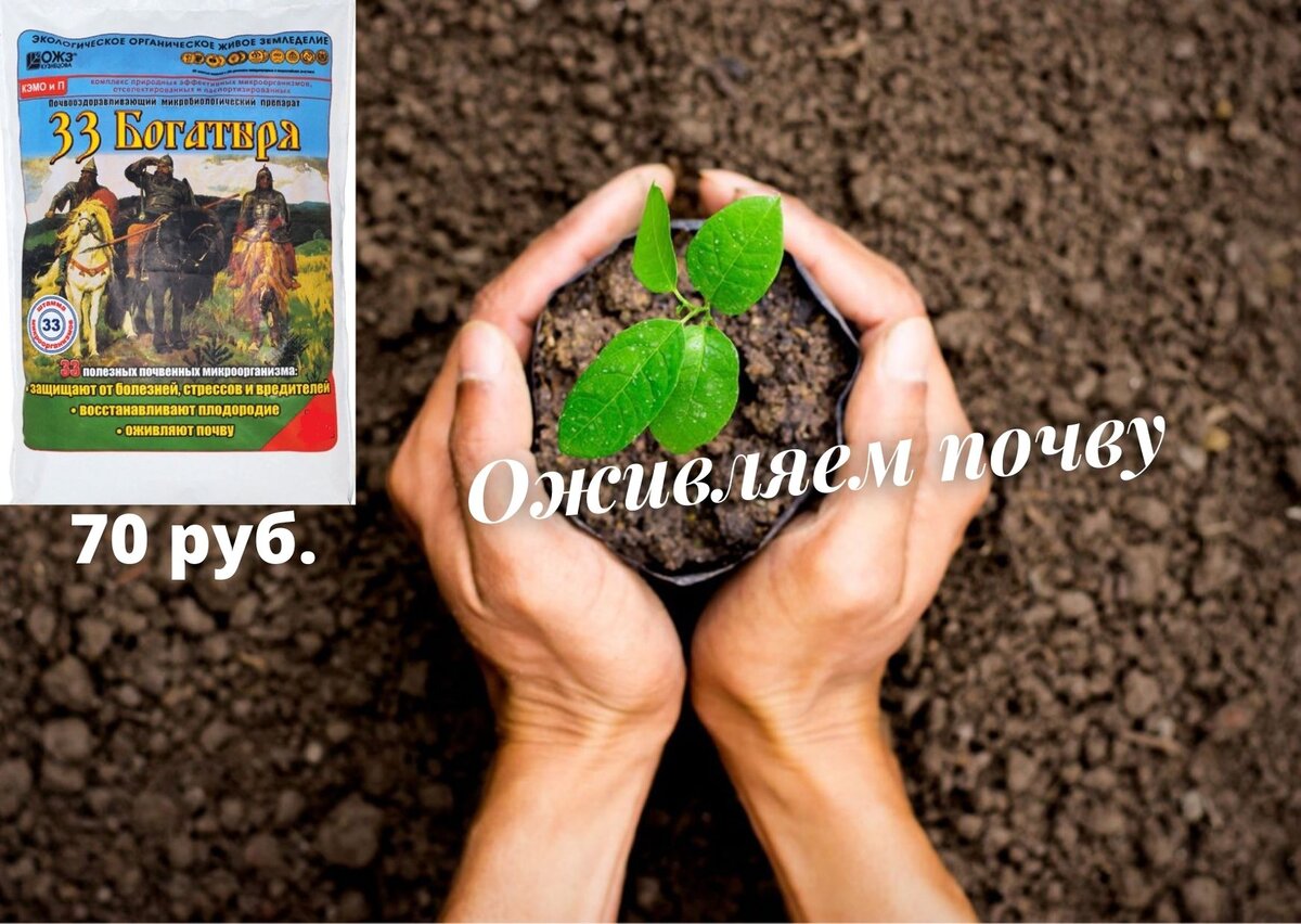 Садория бор нижегородской. Садория.ру Вязники. Садория Балахна каталог. Садория.ру Нижний Новгород каталог товаров. Садория Арзамас каталог товаров.