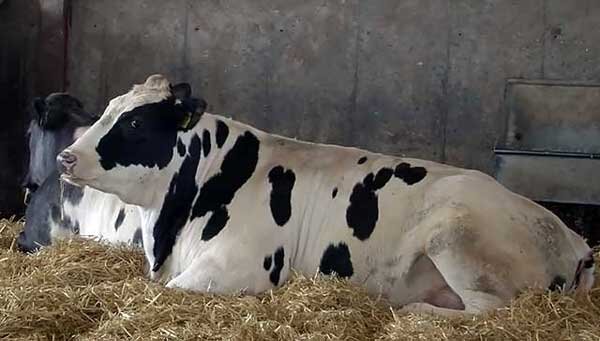 Послеродовой парез у коров: препараты для лечения
