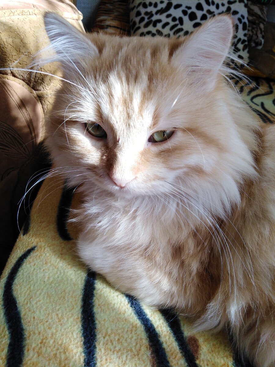 Рыжик (Шуба, Мешок)