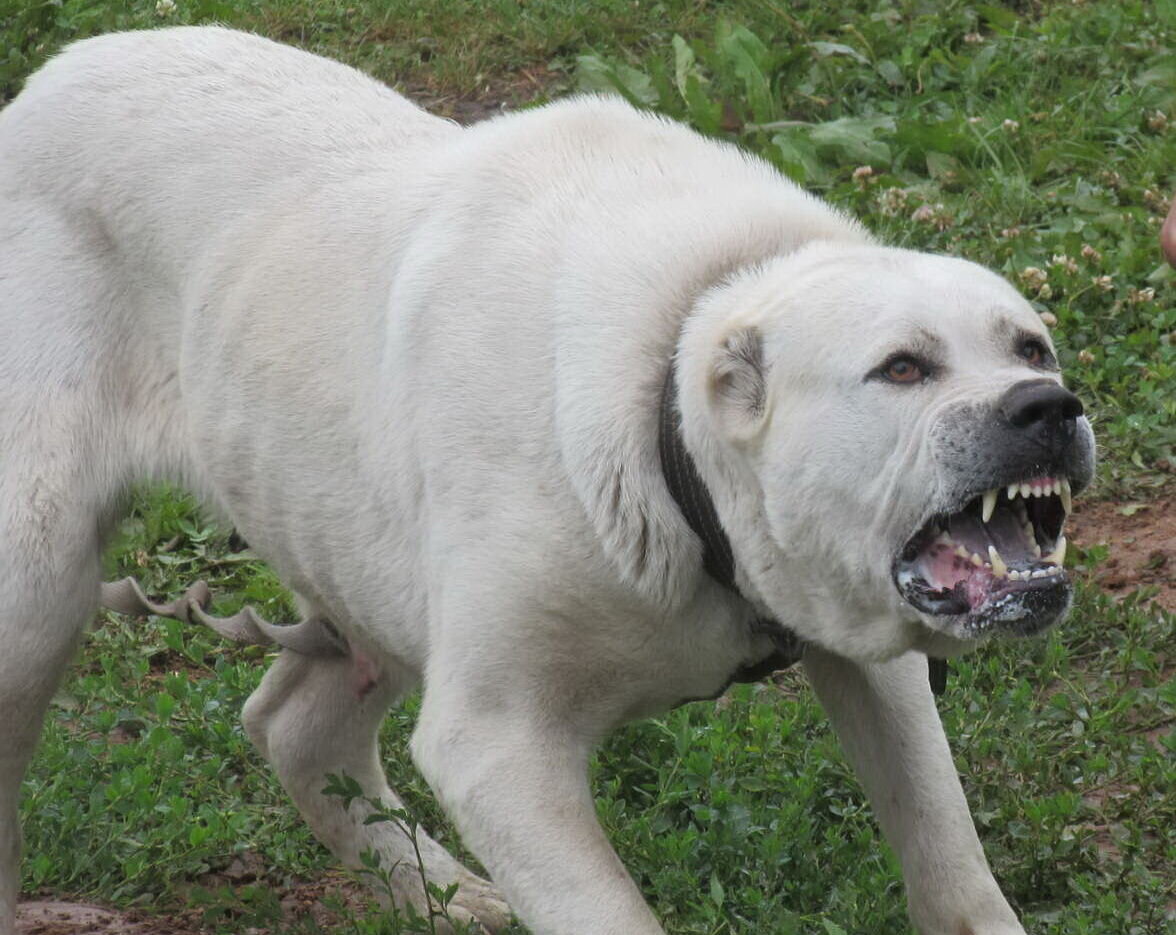 Фото из открытого доступа