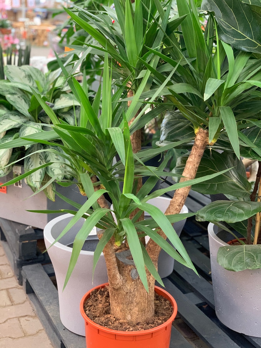 Юкка бранч. Фото автора.