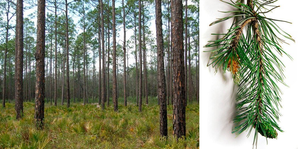 6 деревьев, которые помогут вам выжить в лесу