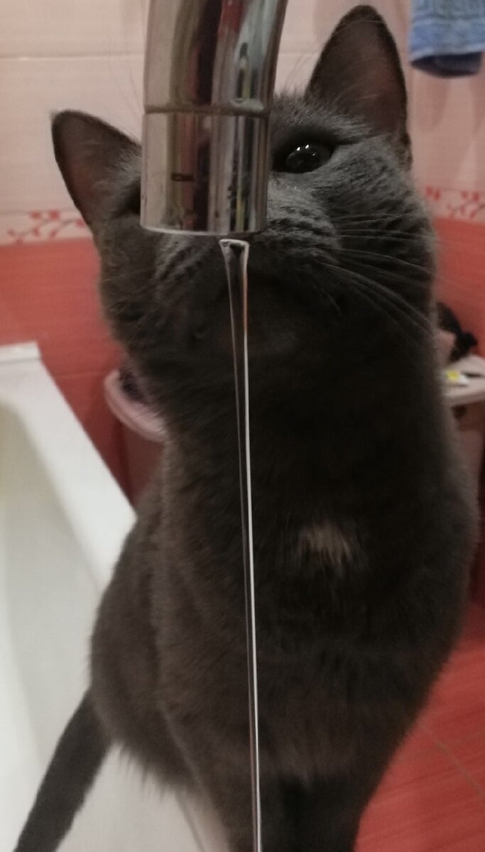 Почему кошки не любят пить воду?