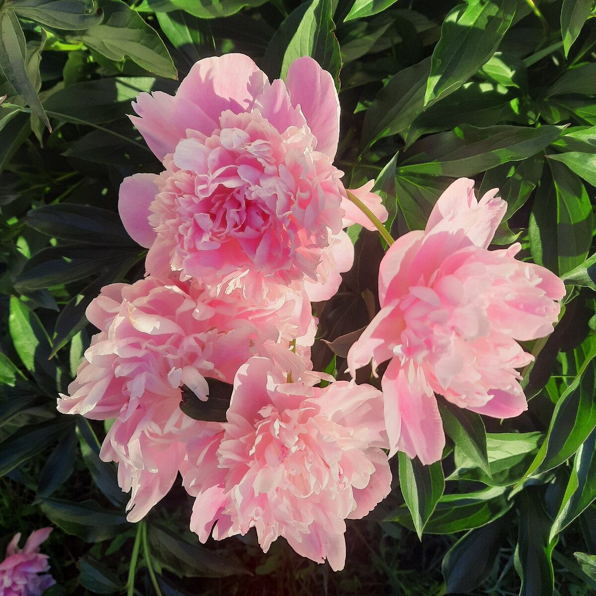 цветочки из сада