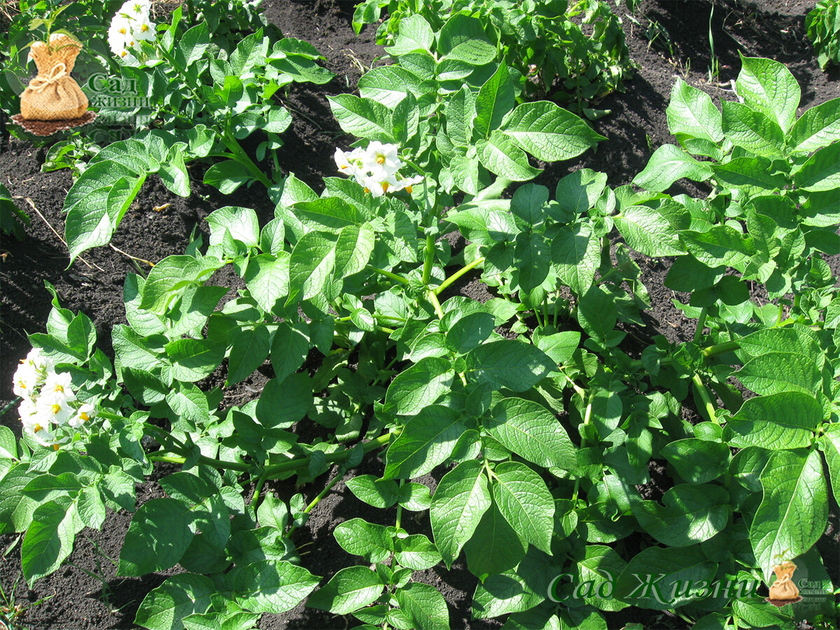 Внекорневая подкормка картофеля