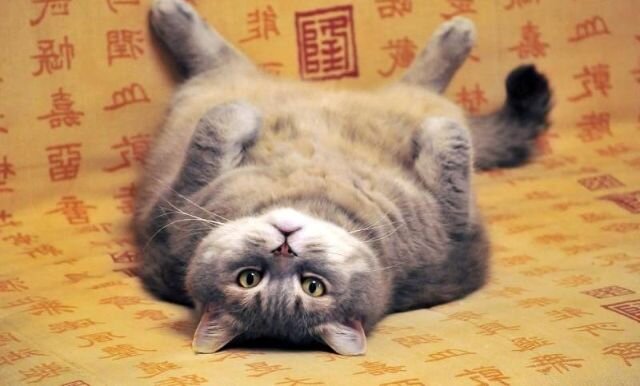 5 удивительных фактов о кошках, о которых вы не знали