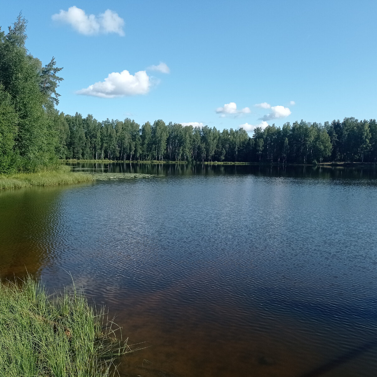 Красивейшее озеро прямо у леса