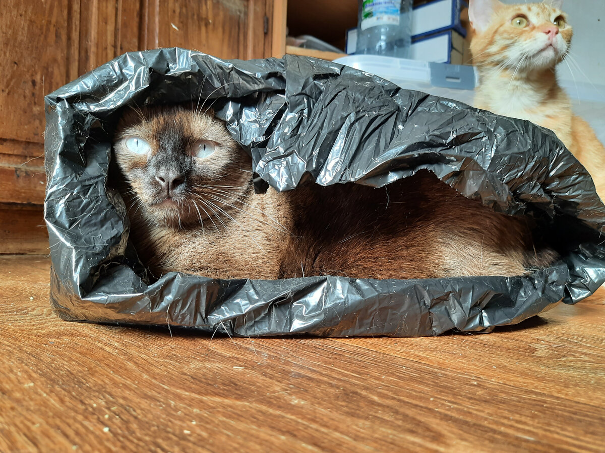 Мика сегодня