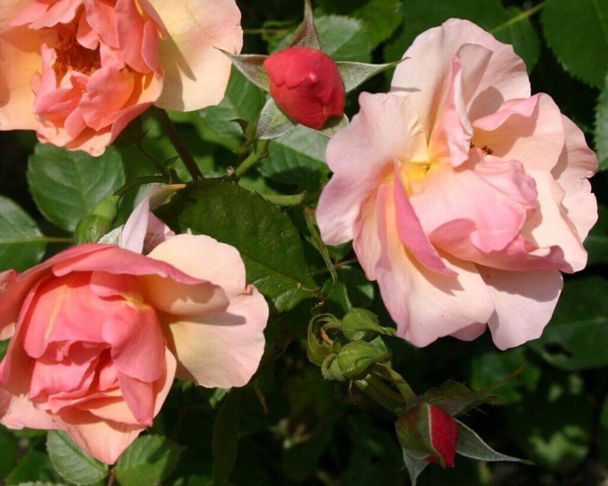 Роза "Леерсум 700" флорибунда (Rosa Leersum700)