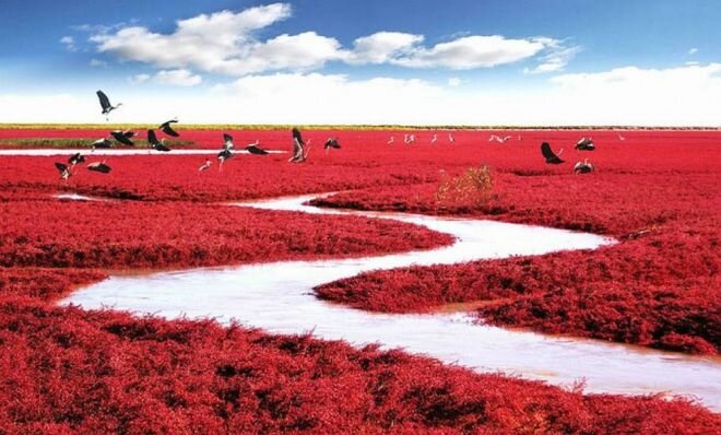 Берега китайской реки в провинции Ляонин становятся красными из-за того, что в соленой воде разлагаются мертвые водоросли. Каждый год полюбоваться этим редким зрелищем приезжают тысячи туристов.