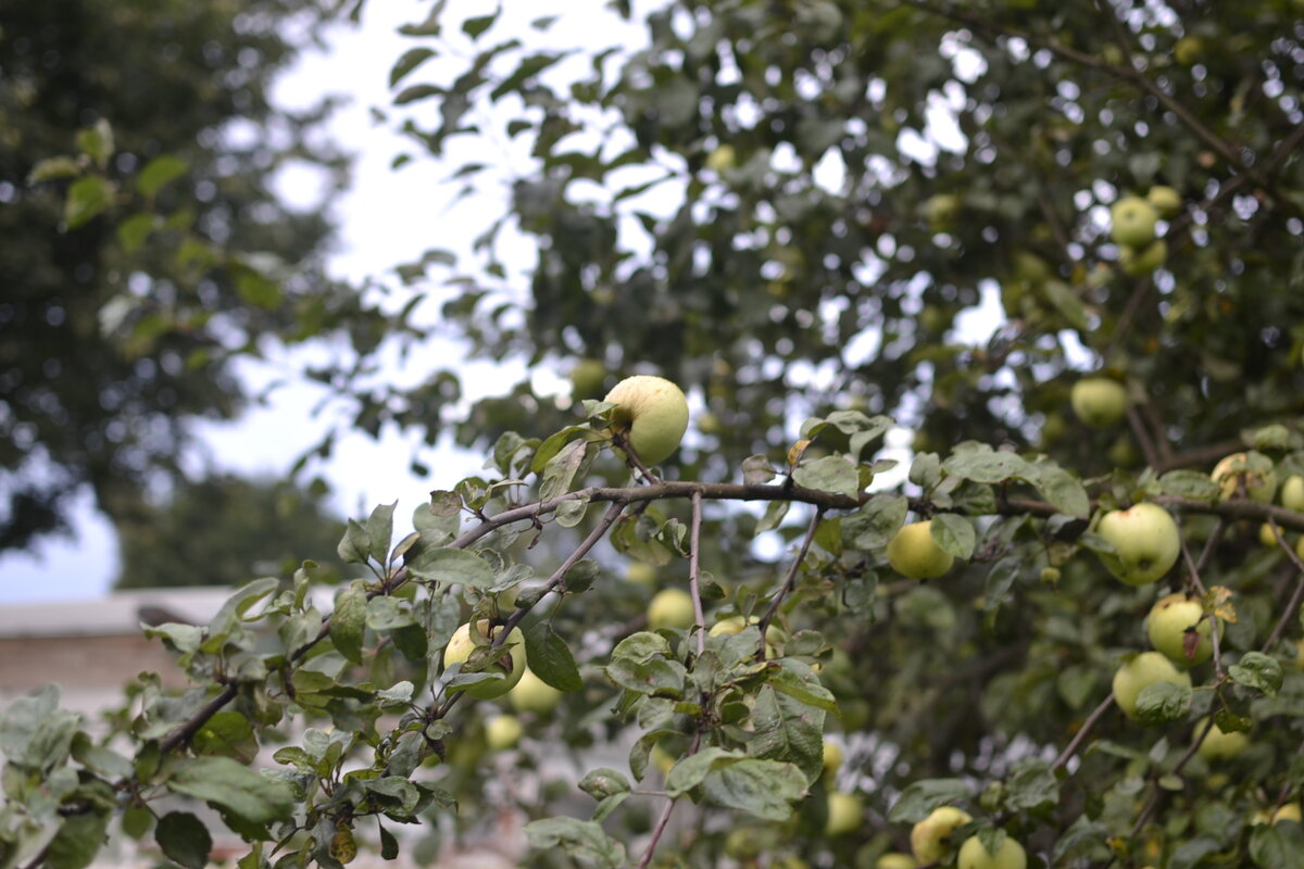 Фото автора. Это дозревает антоновка.