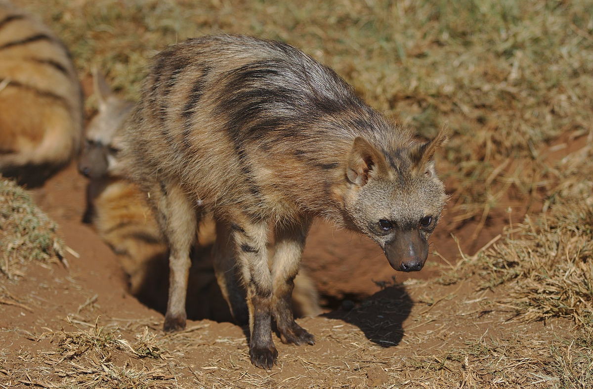 Источник фото: By Derek Keats from Johannesburg, South Africa - Aardwolf, Proteles cristata, at Lion and Rhino Reserve, Gauteng, South Africa, CC BY 2.0, https://commons.wikimedia.org/w/index.php?curid=80979728