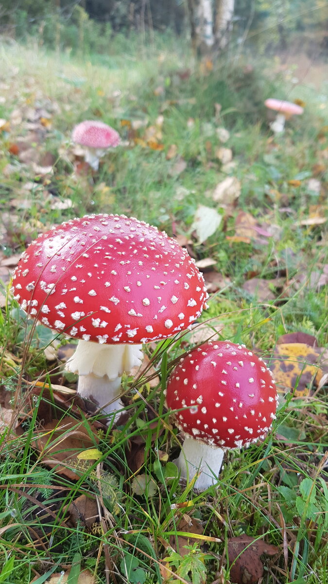 Красивые мухоморы
