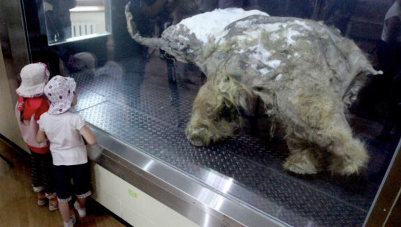 Мумия мамонтенка Юки, найденная в Усть-Янском улусе Республики Саха (Якутия) на берегу моря Молодую самку назвали Юка, в честь внучки главы общины юкагиров, члены которой и наткнулись на тушу летом 2010 года. Она сохранилась прекрасно — с мягкими тканями, бивнями, светлой шерстью, хоботом, мозгом и даже отметинами когтей древних пещерных львов. Всё это помогло ученым выделить, пусть и частично, ДНК.