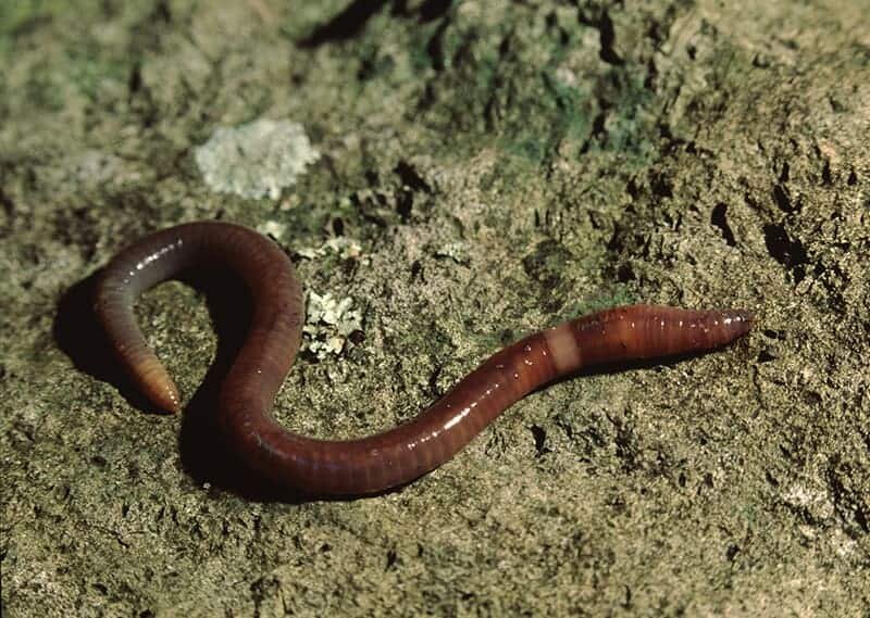 Дождевой тип. Червь Земляной (Lumbricus terrestris). Lumbricus terrestris обыкновенный дождевой червь. Индийский Земляной червяк