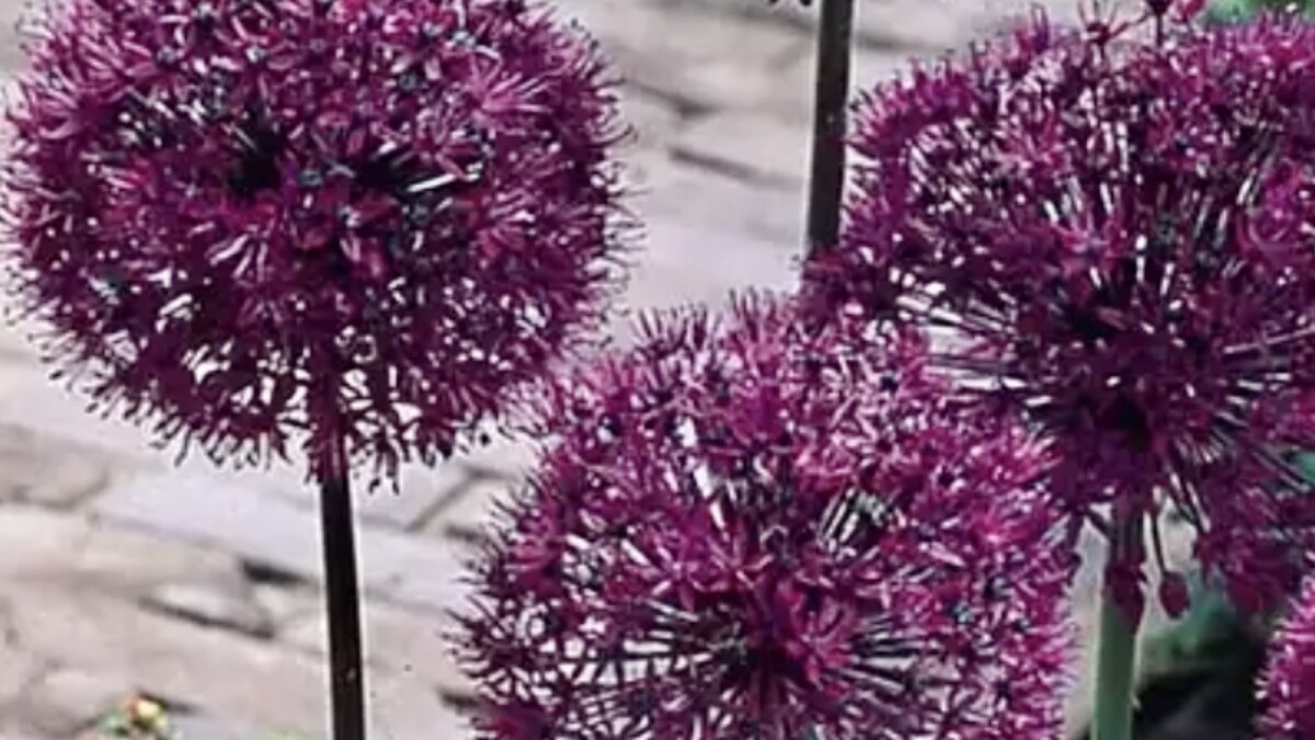 Аллиумы являются одним из главных украшений весеннего сада