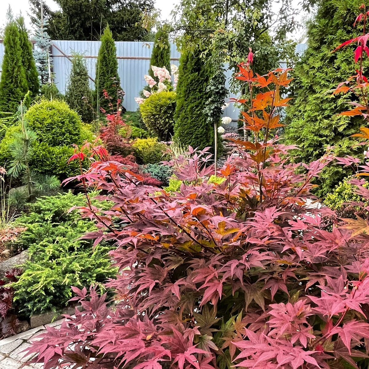 Веерный клён Acer palmatum “Atropurpureum”. Фото Ольги Молчановой