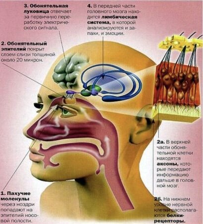 Схема работы обоняния - взяла на просторах интернета