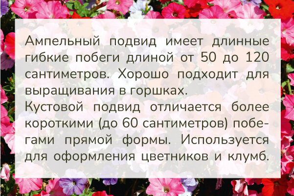 Дикорастущая южноамериканская петунья в высоту может достигать полутора метров!
