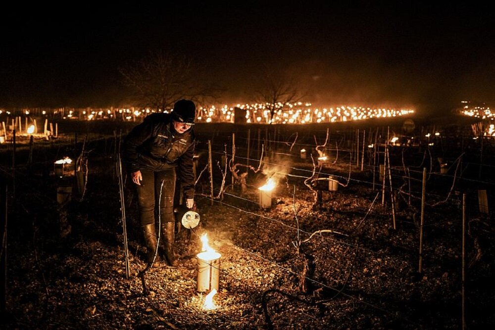 Виноградарь из хозяйства Daniel-Etienne Defaix зажигает противообледенительные свечи на своем винограднике недалеко от Шабли, Бургундия / Здесь и далее фото AFP / 2021.

