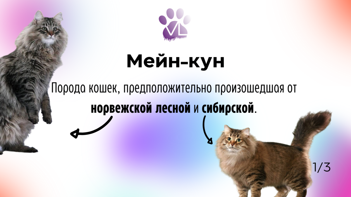 Худшие породы кошек