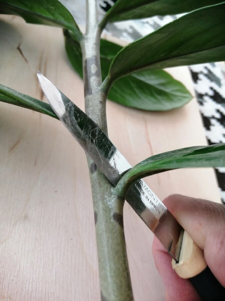 срезаем острым ножом