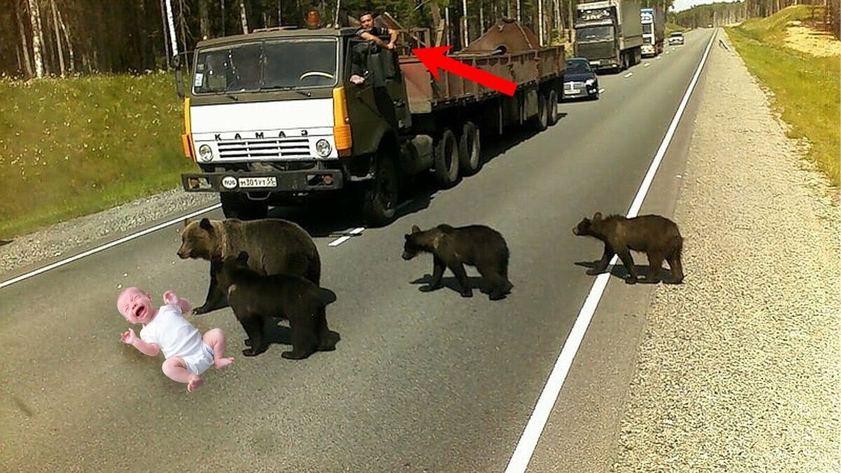 Медведь у дороги