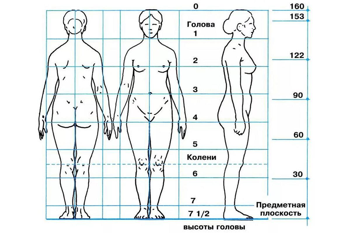 Тело насколько. Пропорции человека в полный рост в головах. Женская фигура рисунок пропорции. Пропорции человека для рисования. Пропорции человека женщины.