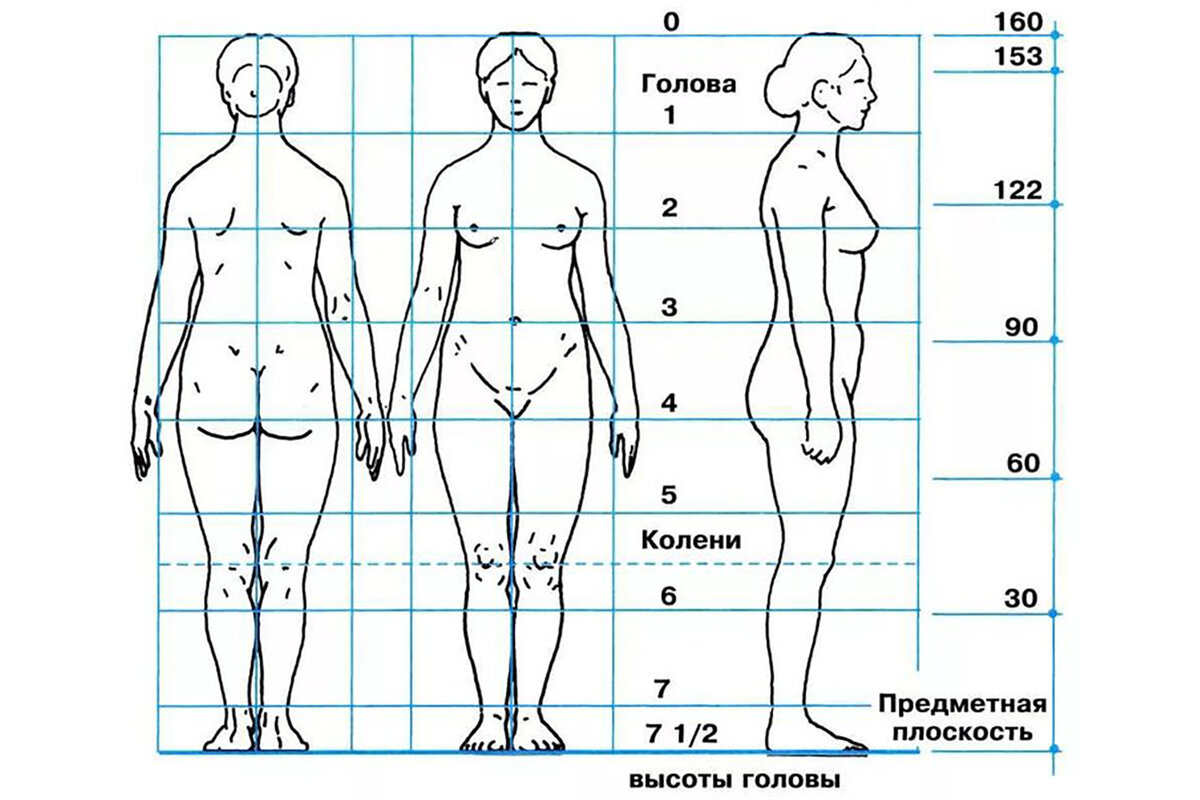 Фигура в см. Пропорции тела человека. Пропорции женщины. Женская фигура рисунок пропорции. Женское Телосложение пропорции.