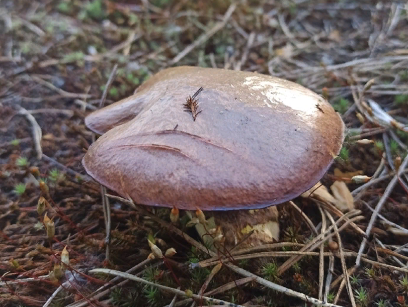 Фото: О. Шкарина