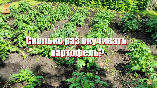 Descargar video: Сколько раз окучивать картофель?