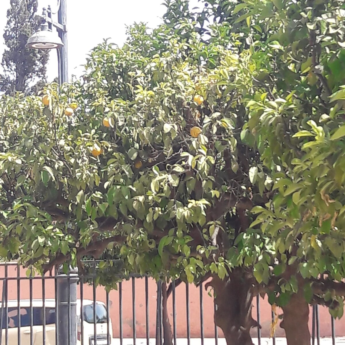 На фото не особо заметно, но фрукты как вяленые. Впрочем, как и туристы.