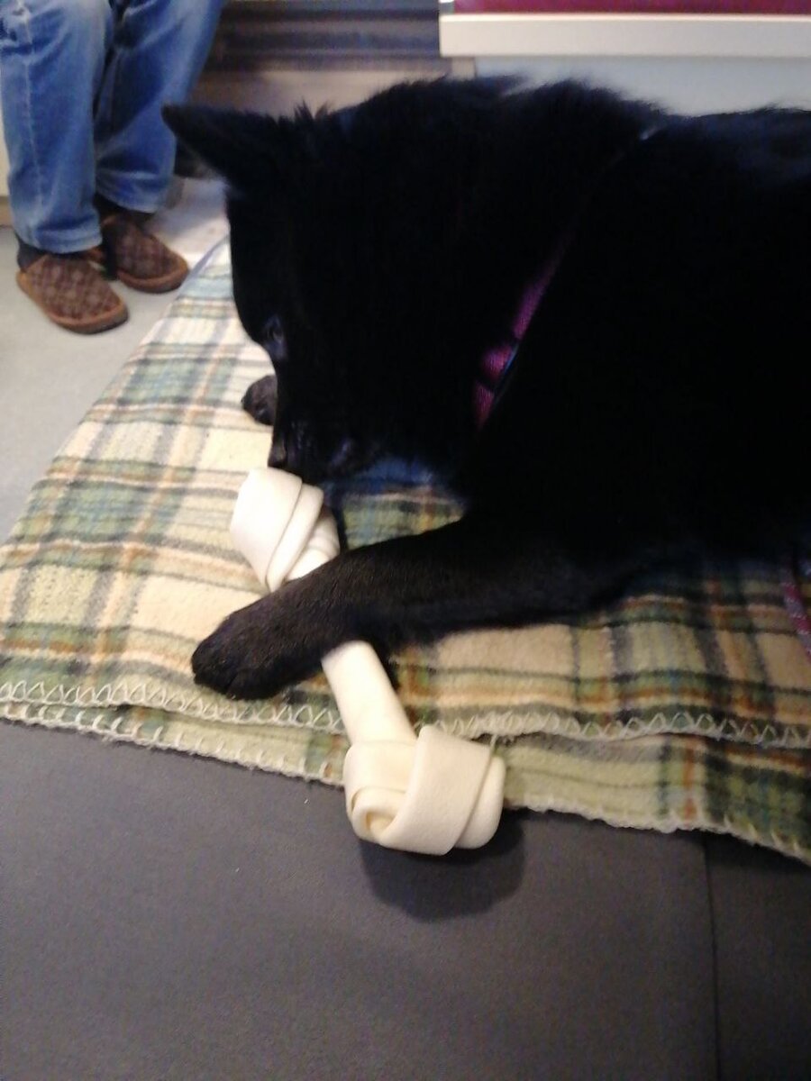 Для отвлечения и успокоения собаки выдала ей жевательную кость. 