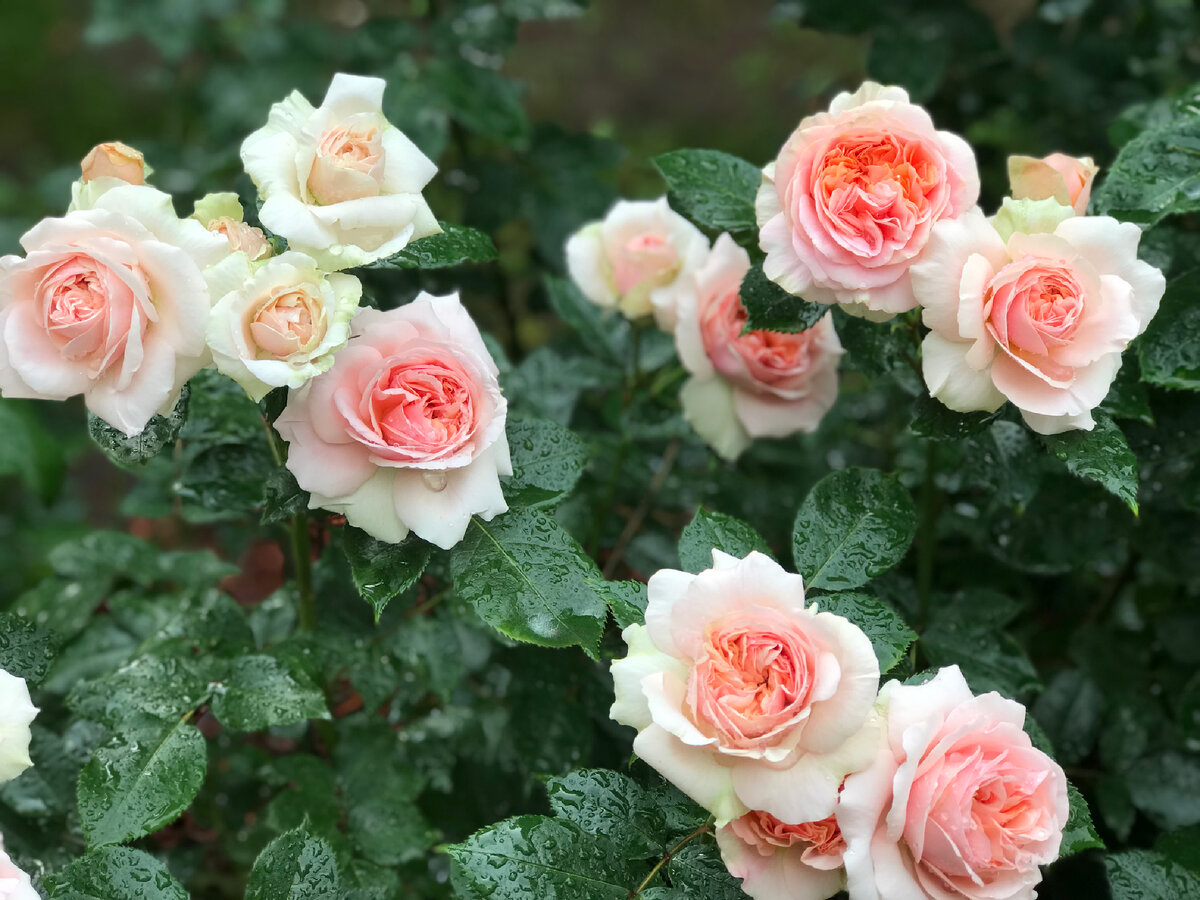 Сорт интродуцирован в Германии компанией Rosen-Tantau. Назван в честь Томаса Чиппендейла — крупнейшего мастера английского мебельного искусства эпохи рококо и раннего классицизма. Изготовленная из красного дерева, мебель этого мастера отличалась сочетанием рациональности форм, ясности структуры предмета с изяществом линий и прихотливостью узора.