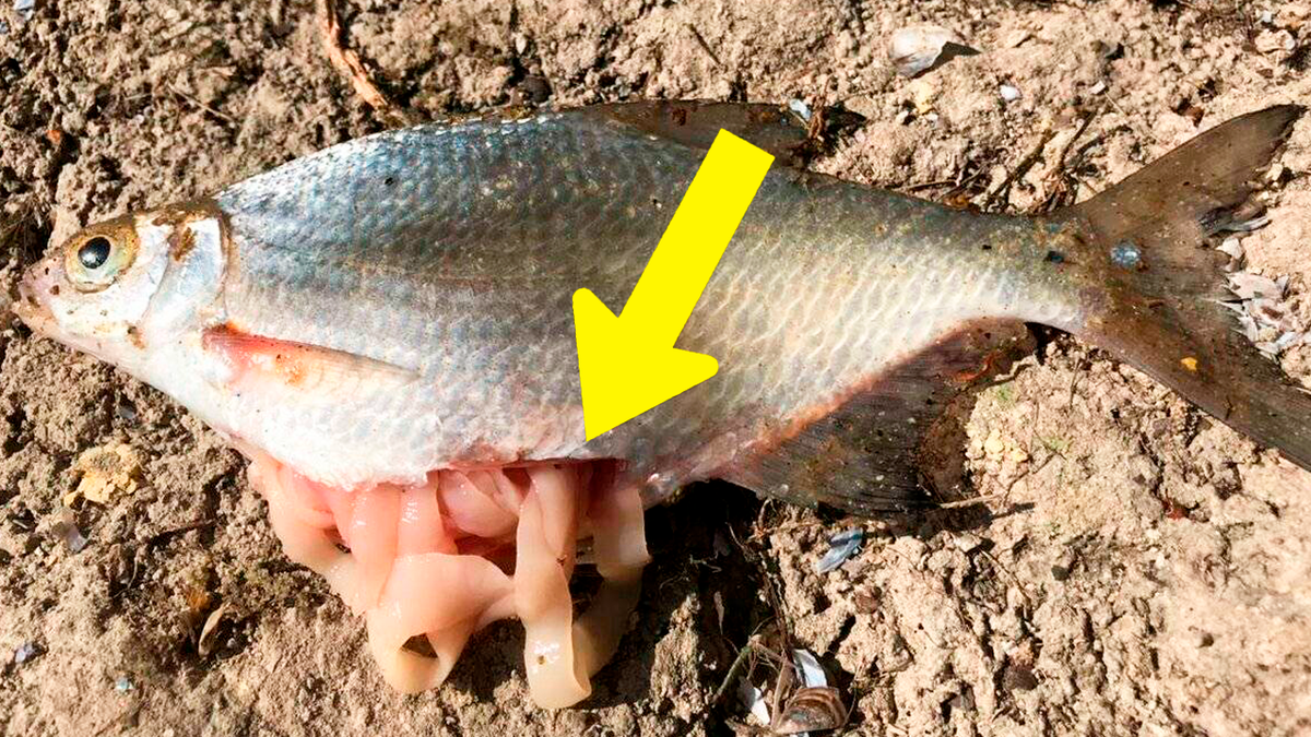 How Valdai's pearl became a swamp and a dump. Lake Seliger is a fishery object o