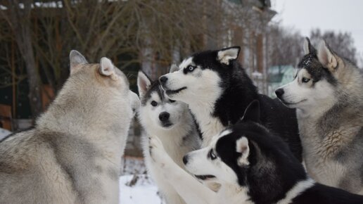 Жизнь с 10 хаски прямой эфир. Хаски нирвана. Дзен хаски. Доброе утро с хаски картинки. Дзен хаски.