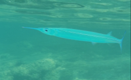 Клюв и правда как игла